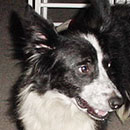 Spunky was adopted in October, 2014